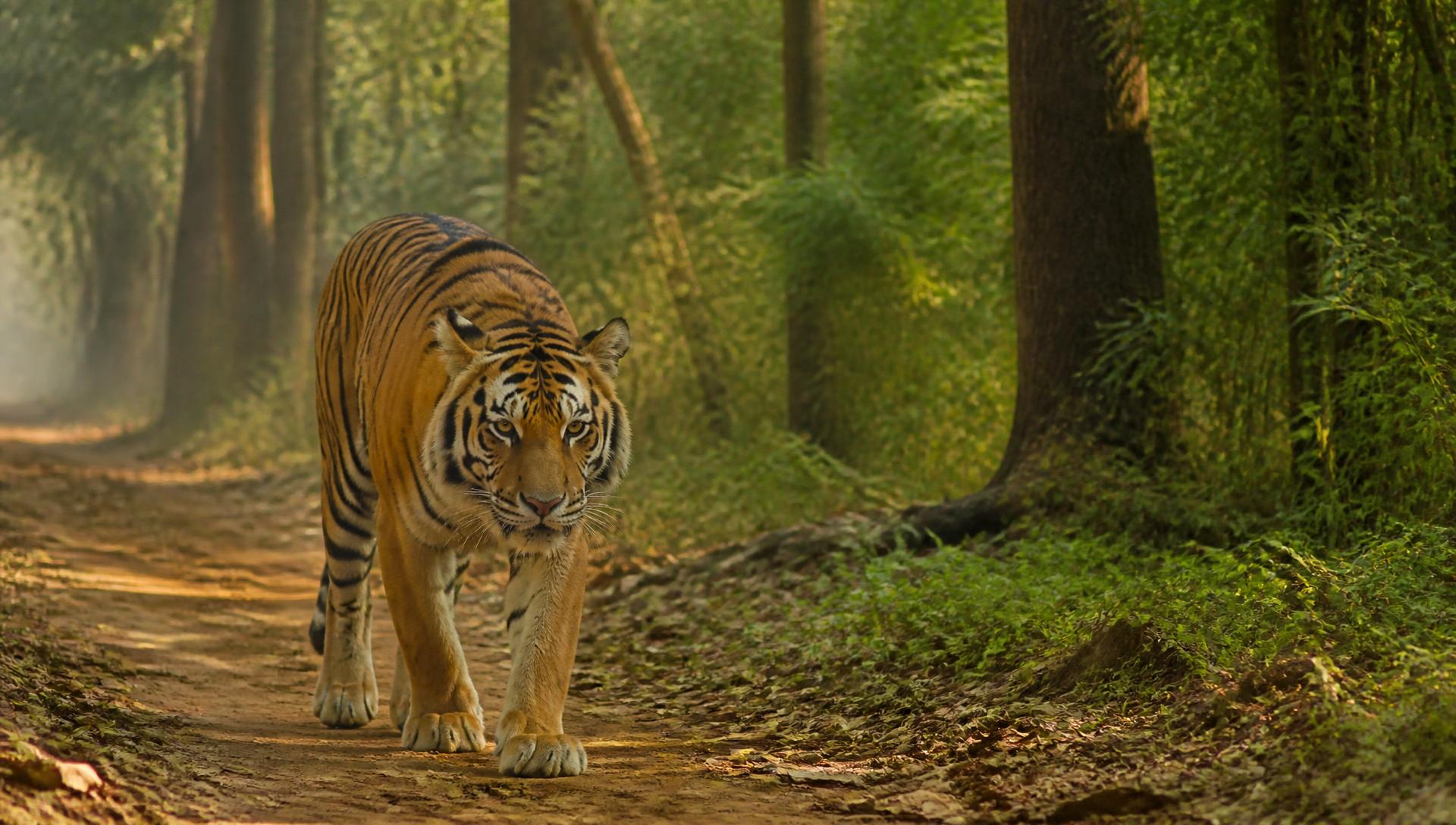 A tiger walking along a forest track in a Central Indian jungle at dawn